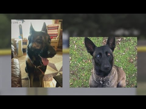 Disabled Navy Veteran believes his two dogs were stolen, sets out to find them