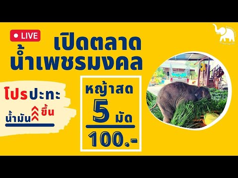 ป้อนอาหารออนไลน์ช่วยช้างตกงาน