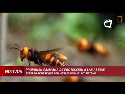Apicultor propone a las autoridades una campaña de protección a las abejas