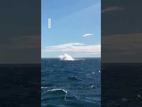Puerto Madryn son cordobeses, iban en lancha, apareció la ballena y mirá cómo reaccionaron