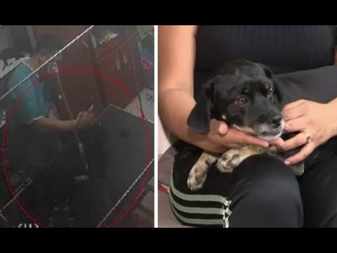 Los Olivos: Familia manda a bañar a su perrito a veterinaria y termina siendo masacrado