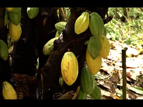 Cultivo de cacao en Managua, un rubro con gran potencial