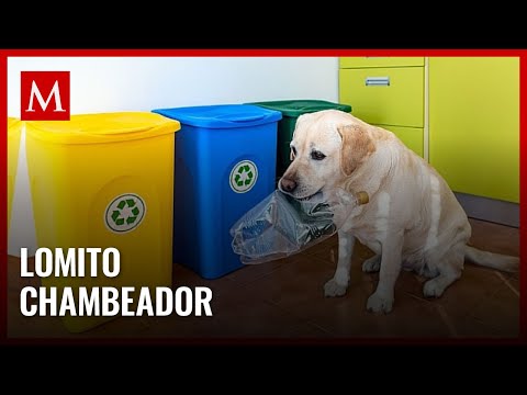 Perrito Chihuahua recolector de basura conquista las redes sociales