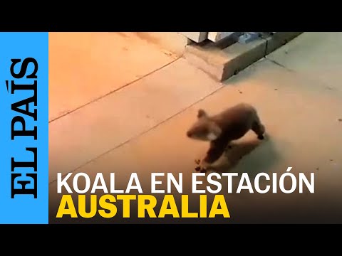 AUSTRALIA | Un koala se pasea por una estación de tren en Australia | EL PAÍS