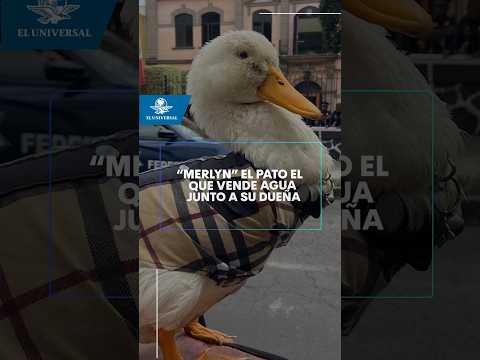 Merlyn, el pato que vende agua junto a su dueña #shorts