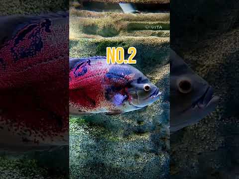 3 foods that will increase the colour of you oscar fish|| #shorts #oscars #shortvideo