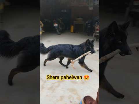 shera pahelwan😍🧿🤣#shortvideo #shorts #doglove #germanshepherd #petlovers #pets #blackgerman #gsd