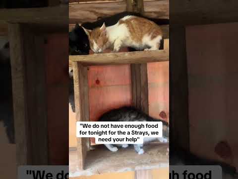 please help my cat's to get food