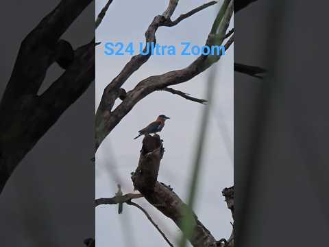 Zoom View of King-fisher Bird 🕊📸 #zoom #kingfisher #s24ultra