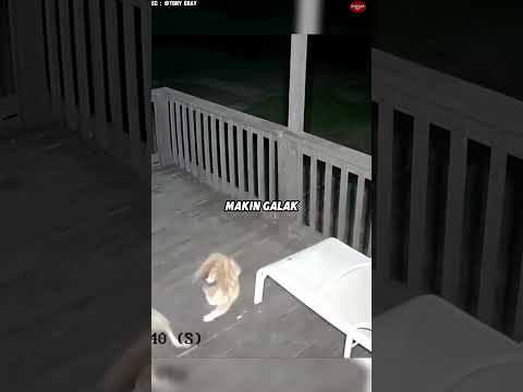 Koyote itu Datang Entah dari Mana dan Langsung Menyerang Kucing itu