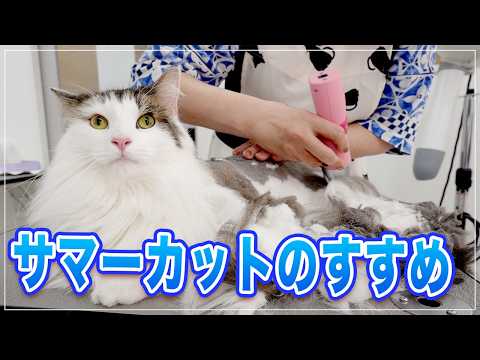 【クロエちゃん】日本の夏は暑いからサマーカットで涼しさUP | 猫ちゃん快適 | 飼い主さん抜け毛が減ってみんなハッピー!【NFC】