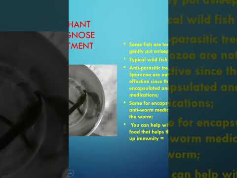 Fish disease Longnose. See link complete video. #f 