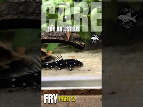 CARE FOR ANCISTRUS FRY PART 2 
