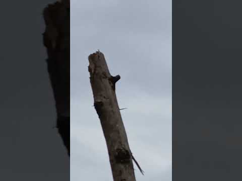 mng view #shorts @nirmal videos