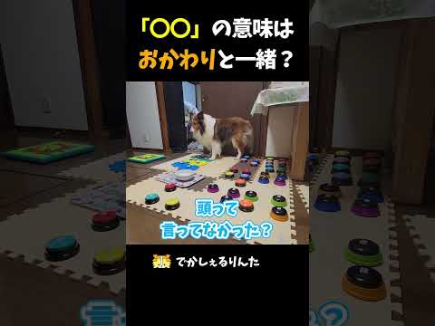 「〇〇」の意味はおかわりと一緒？【会話ボタンでしゃべる犬】 #shorts #犬