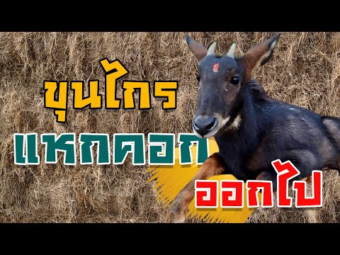 ขุนไกรเลียงผาจอมป่วน-:-ฝนตกเลย ขุนไกรเลียงผาจอมป่วน-:-ฝนตกเลย