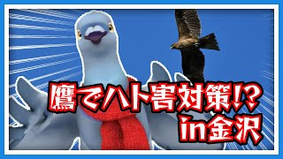 【羽鳥ぽぽぽ】鷹匠で非殺傷の害鳥駆除について②【第306羽】