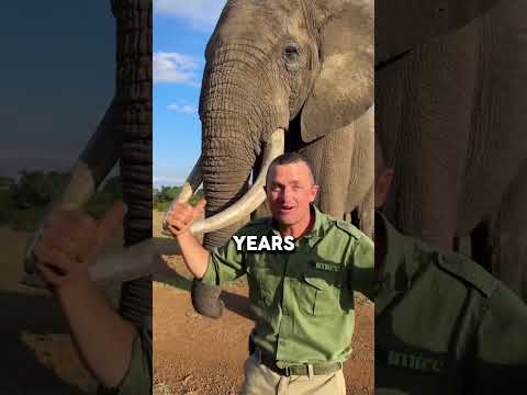 The Genius Memory of Elephants Explained! #animalfacts