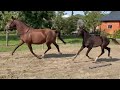 Dressage horse Mooi, lief en met een sterk achterbeen gebruik!