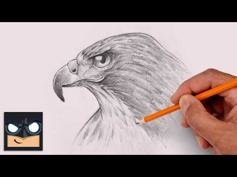 How to Draw a Falcon | Sketch Saturday