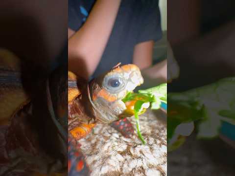 The TORTOISE munchies!!! #reptiles #tortoise #redfoottortoise