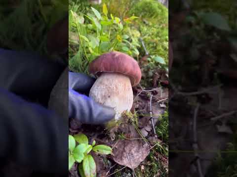 เห็ดผึ้งหวานฟินแลนด์mushroom