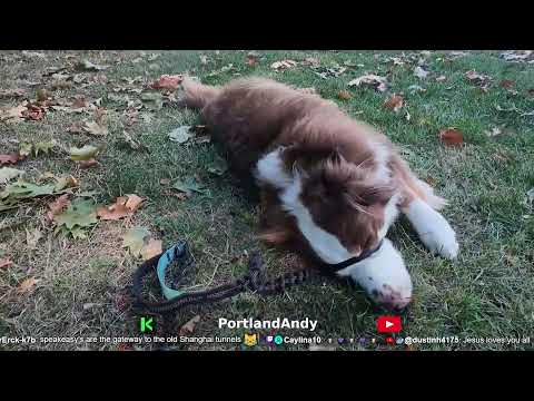 Click to play Video