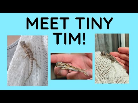 Meet Tiny Tim! Baby Beardie! Hi guys and welcome back to our channel, we hope you are well! In today's video Saffie is introducin