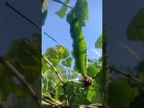 🥰✨️ || #garden #terrace #trending #shorts #fyp #plants #vegetables #yt