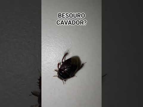 Besouro escavador🪲? #digger #beetle #insect