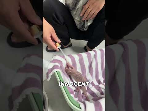 It Suddenly Appeared… He Saw the Pangolin Like This!"🐾🔥#Pangolin #WildlifeRescue #OceanDiscovery