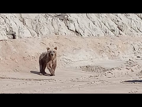 Медвежонок / A little bear