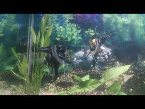 My Aquarium with Angels Fish.