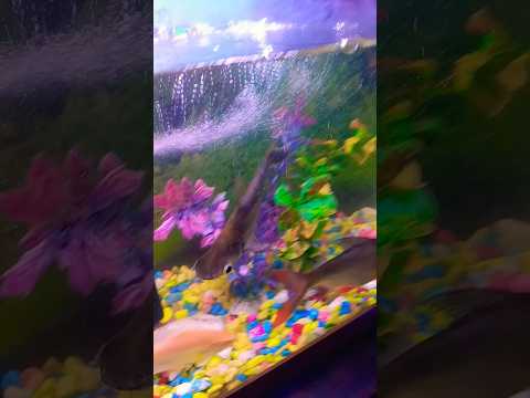 #fish #shark #aquarium #funny #viralvideo #fishing 🐠🐠🐠🐟🐟🥰😍😘🙏🙏