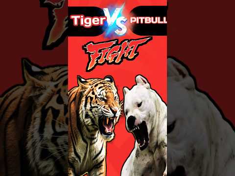 PITBULL और TIGER की लड़ाई मैं कौन जीतेगा?||Pitbull dog vs Tiger😡|#shorts