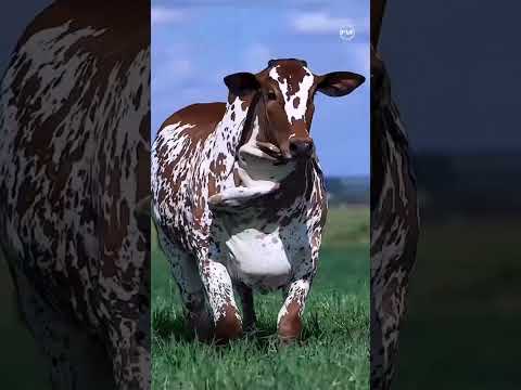 jay गौमाता Gaumata #ytshorts #discovery #shortsfeed #viral #cow