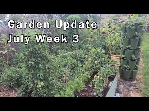 July Garden Update Week 3: Harvesting Lots Of Things, It's Thriving!