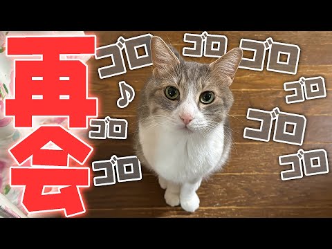 10年前に救った猫と再会し、予想外の出来事に遭遇しました サムネイル