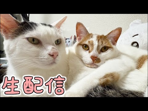 猫の動画サムネイル - 5月のまぐろ&おやつ生配信🐟