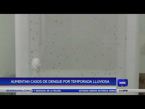 Aumentan casos de dengue por temporada lluviosa