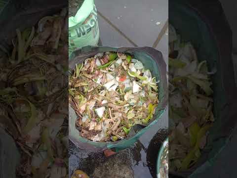 vegetable waste 🗑 || #garden #terrace #trending #shorts #fyp #plants