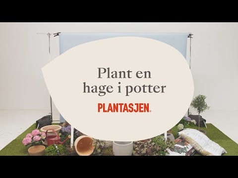 Plant en hage i potter