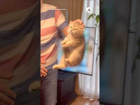 子猫の収穫シーン：可愛い瞬間をお楽しみください サムネイル