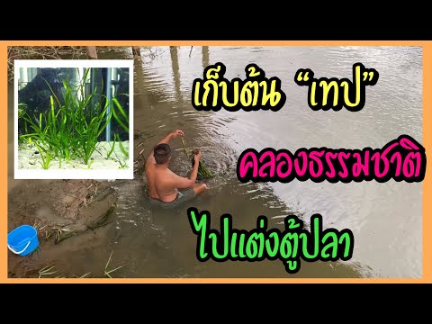 Zing’s-Day-I-เก็บต้นเทปคลองธรร Zing’s-Day-I-เก็บต้นเทปคลองธรร