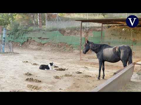 Animalistas denuncian su preocupación por la salud de un caballo descuidado en Sant Cugat del Vallès