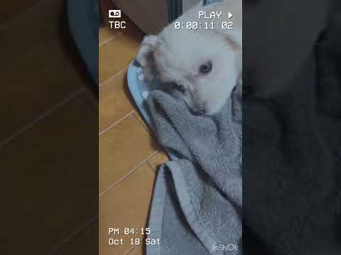 a sleepy dog#Dog #Cute #sleepy #tired #Maltese #犬 #かわいい #眠い #疲れた #ちわまる