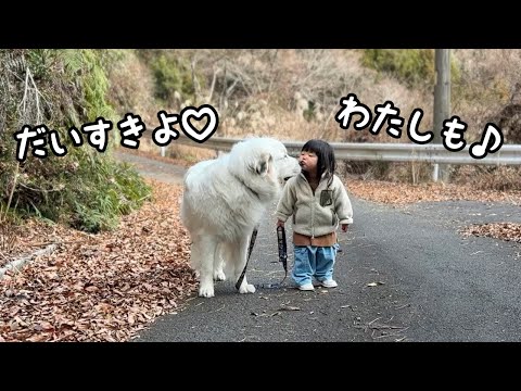 【初♡】２歳児から散歩中にチューを求められるとしっかり止まって応えてあげる超大型犬｜グレートピレニーズ&オールドイングリッシュシープドッグ&トイプードル