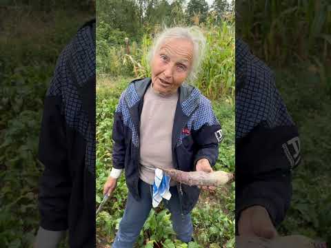 Як і коли викопувати буряк ?🫜 як зберігати? #розвиток_інфлюєнсерів #garden #буряк