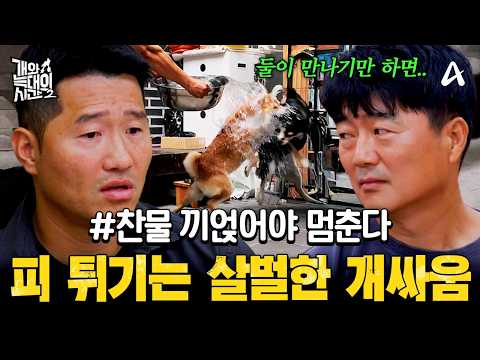 [#클립배송] <strong>등에</strong> 올라타 공격💥 찬물까지 끼얹게 만든 두 시바견의 살벌한 싸움 | #개와늑대의시간2 33회 | #개와늑대의시간2 33회