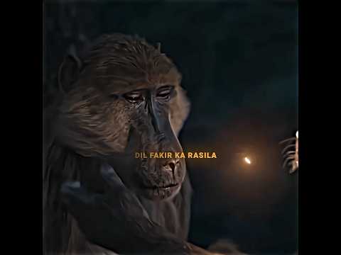 “Dil Faqeer Ka Rasila – Rafiki Ki Kahani”#TheLionKing#EmotionalScene#FriendshipBond